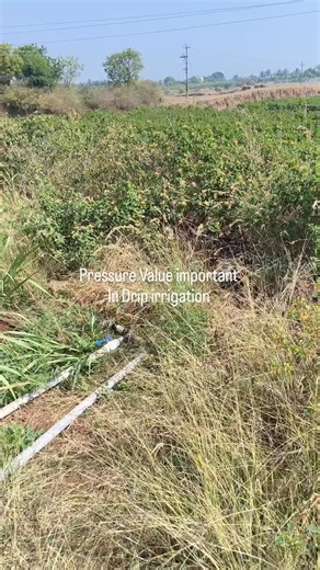 Karnataka Organic Roots on Instagram: "#DripSystem #kannadafarming #kannadafarming #farmerlife #karnatakaagrireels viral organic growfood"