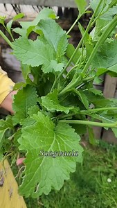 2.3K views · 12 reactions | Who loves Saag? Whether it's matched with...