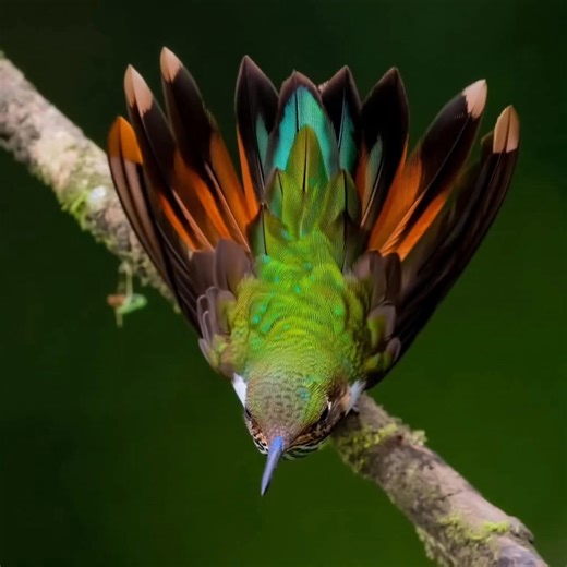 🔥 Une flamme verte dans l’air… un éclair vivant suspendu entre deux battements d’ailes. C’est le colibri rufous-ventre (Amazilia tzacatl), l’un des joyaux les plus fascinants des forêts tropicales d’Amérique. Avec son plumage mêlant vert d’émeraude, cuivre et turquoise, il semble né d’un rayon de soleil tombé sur une goutte de rosée. Ce minuscule oiseau ne pèse que quelques grammes, mais son cœur bat plus de mille fois par minute. En cherchant le nectar des fleurs, il transporte le pollen et de