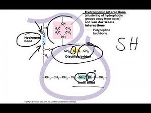 Protein Structure
