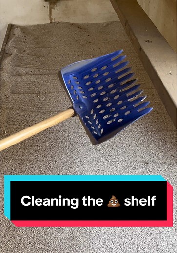 How to Clean the Poop Shelf in Your Chicken Coop