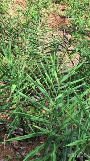 Amazing Ginger Farming in 15 Seconds 🌱✨