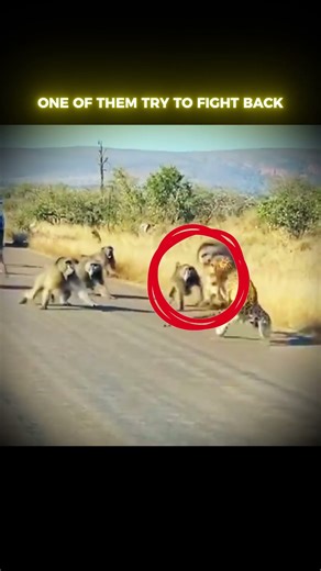 Baboons vs Leapord True Leader