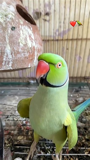 Amazing Talking Parrot Showcases Its Skills