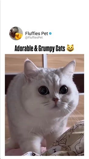 170K views · 9.1K reactions | Adorable & Grumpy Cats  #cats #catsofinstagram #grumpycat #cutecats #funnycats #catlovers #catsoftheworld #adorablecats #petsofinstagram #catlife #meow #kittylove #catdaily #catstagram #catfun | Fluffies Pet | Facebook