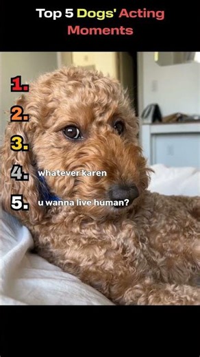 Top 5 Dogs’ Acting Moments 😂 (They Deserve an Oscar 🎭)