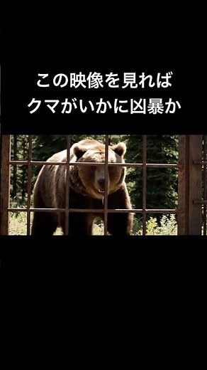 The ferocious behavior of bears