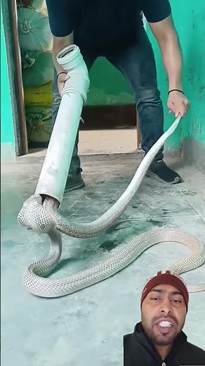 Snake Encounters: The Amazing Story of a Heroic Rescuer! #snake #trending