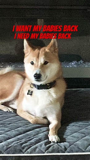#sad #dogs #animalabuseawareness #mybabies #heartbroken #imissyou I just wanna see you one last time