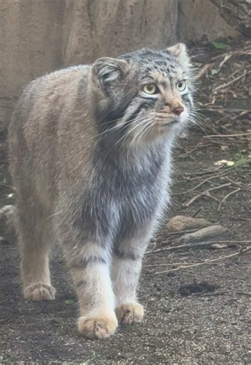 那須どうぶつ王国のマヌルネコ「ナゴム」2026年5月18日