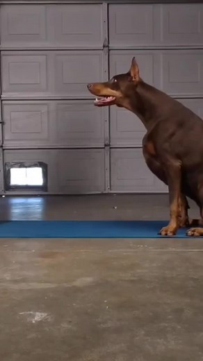 Ruby Dooby Do & Bruce too on TikTok