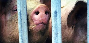 Meat | Animals Are Not Ours To Eat | PETA UK