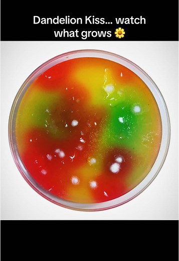 Mold Time-Lapse: Creating Art with Dandelion Imprint