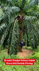 6.1K views · 12K reactions | Pohon induk DURA DELI | Dedy Irfansyah | Facebook