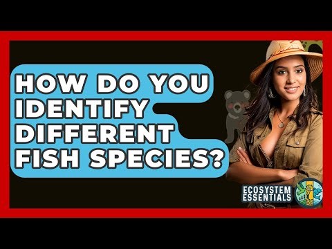 How Do You Identify Different Fish Species? - Ecosystem Essentials