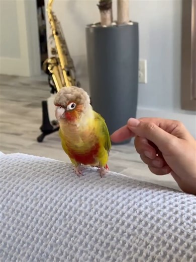 Kiwi the Green Cheek Conure: Unique Expressions and Humor