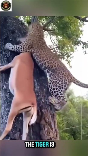 Tiger Hunts Deer And Climbs The Tree! Unbelievable Wild Moment