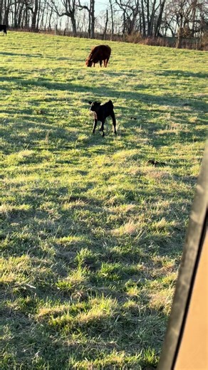 Calving Season for Angus Cattle