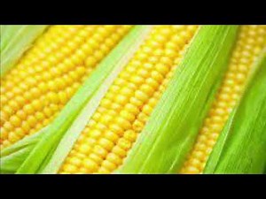 corn hub episode 1
