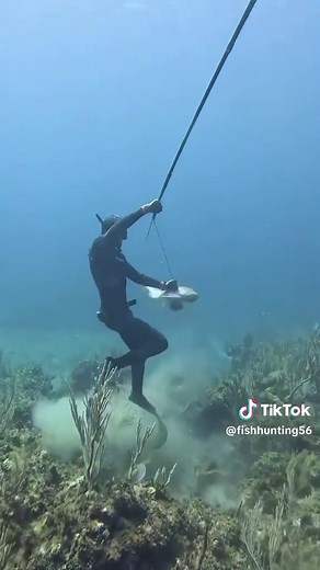 Understanding Grupper Fish Attacks During Diving