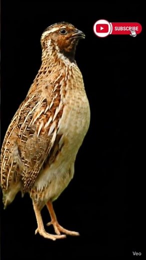 Listen ❤️to the Unique🌹 Calls of Quails Amazing❤️ Quail Sounds