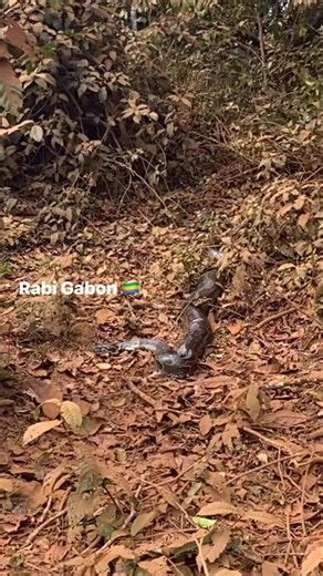 Pythons are large, non-venomous constrictor snakes from the family Pythonidae, found in the tropical/subtropical Old World (Africa, Asia, Australia). Renowned for their size, they include species like the reticulated python, which can exceed 30 feet in length. They hunt by coiling around prey to cause cardiac arrest , and they possess heat-sensing pits to detect prey. | Oil&gas chamara