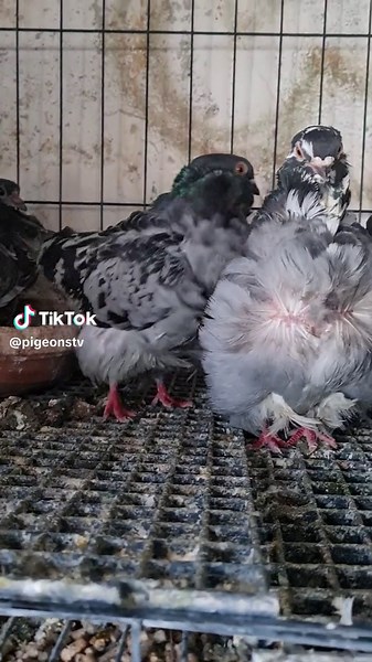 Chinese owl pigeons #Chineseowl #chineseowls #chinses_owl 🇵🇸#pigeonstv