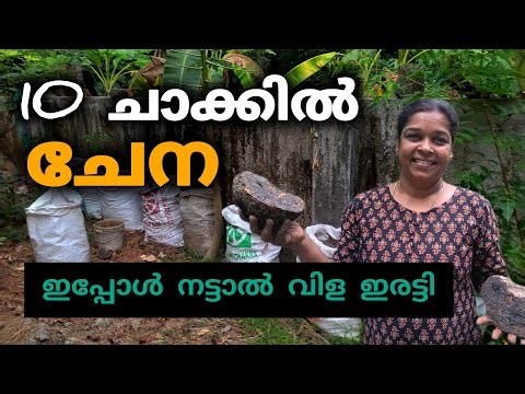 മണ്ണില്ലാതെ ചേന കൃഷി ചെയ്യാം|Elephant yam farming in sack
