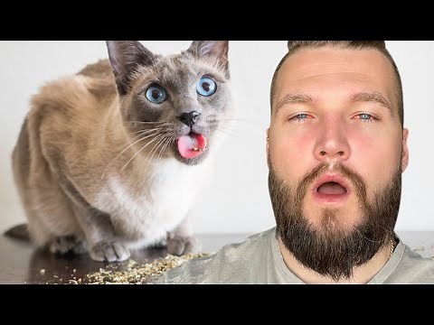 Can Humans Get High On Catnip?