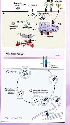 How Your Immune System Shows Antigens! MHC-I & II | Antigen Presentation Pathways Made Super Easy!