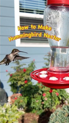 How to Make Hummingbird Nectar 🌺 Quick & Easy! #hummingbird #hummingbirdfeeder #shorts