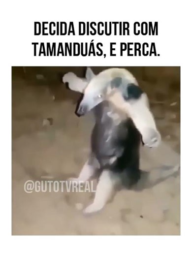 Tamanduá da treta! haha #memes #comediaanimal #humor #rircomanimais