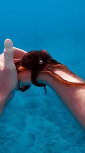 It was her first time meeting an octopus!!! #hawaii #diving #underwater #models #ocean #diver #girls #shipwreck | CEO Of The Ocean