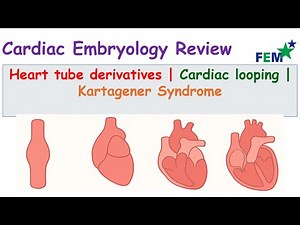Cardiac Embryology | Heart tube derivatives | Cardiac looping | Kartagener Syndrome