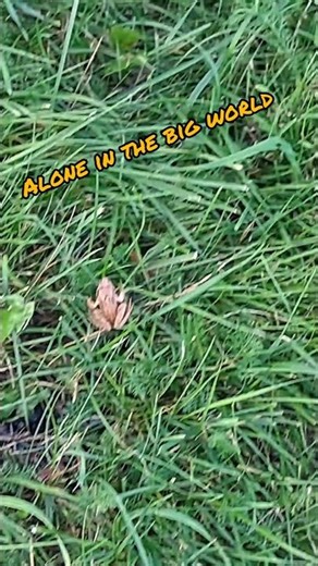 A little frog in a big world 😟🐸😊 #amphibia