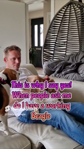 Smart beagle shows off his working skills