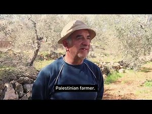 Harvest 2024 - Palestinian Olive Oil Farmers