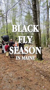 🦟 BLACK FLY SEASON IN MAINE 🦟Ryan, Dixie & Jedi are here to tell you – it’s black fly season in Maine! For 2-4 weeks every spring, these tiny, relentless pests swarm the woods and backyards, leaving itchy, swollen bites behind. Some folks use bug repellent and net hats, but most Mainers? They just shrug it off and carry on, pretending the little bloodsuckers aren’t even there. #mainecabinmasters #mcm #magnolianetwork #maine #vacationland #thewaylifeshouldbe | Maine Cabin Masters