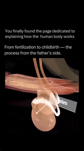 The Human Body 🧬 on Instagram: "Follow @explainingthebody to learn everything about the human body one post at a time 🧠⚙️ From the male perspective, the journey begins in the testes, where millions of sperm cells are produced daily through a process called spermatogenesis. Each sperm is a marvel of biological engineering, carrying 23 chromosomes wrapped in a compact head and powered by a mitochondria-rich midpiece. To reach the egg, these cells must survive the acidic environment of the female