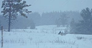 Husky dog sled runs through the snow from afar, a man musher stands in a sleigh. Huskies are racing on a snowy plain, it is snowing. Dog sled races, races. 4k, ProRes