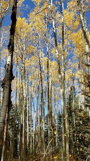 Quaking Aspen Trees in Colorado