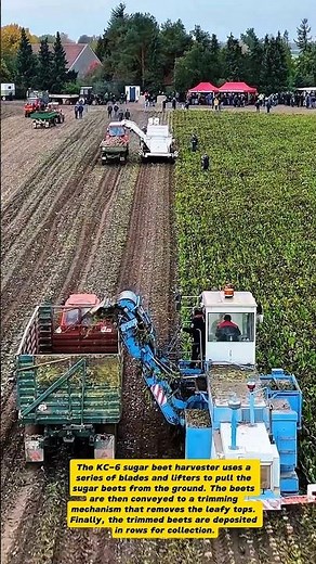 Sugar Beet Harvesting with KC-6: A Glimpse into Modern Farming Technology!