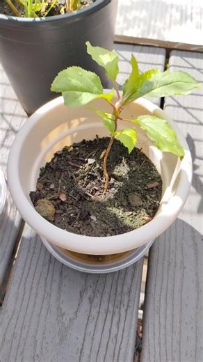 The Apple tree is getting taller #appletree #gardening #nature