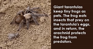 10 Unusual Examples of Mutualism Observed in the Animal Kingdom