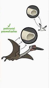 How can Giant Pterosaurs even fly?