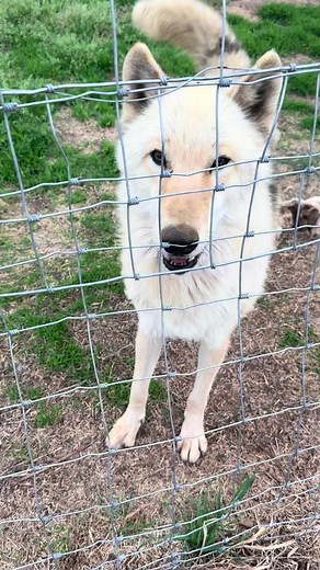 He doesn’t mean it. It just sounds scary #wolf #wolves #zookeeper #animals #growl