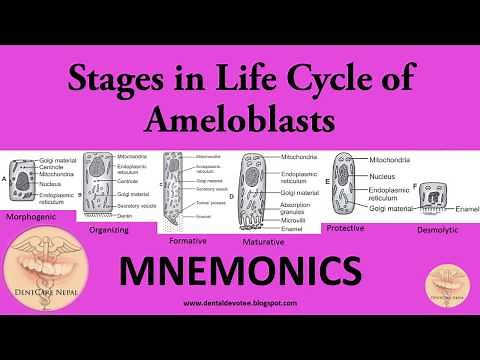 MNEMONICS - Amelogenesis - Stages of Ameloblasts