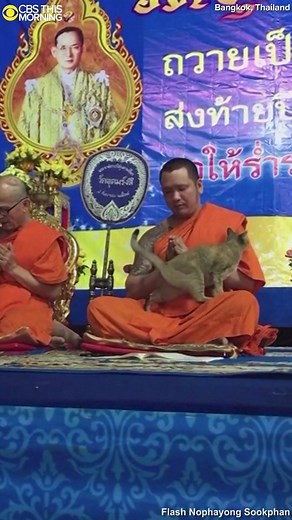 Nothing could stop this cat from trying to get a monk's attention during Buddhist prayers for the new year. After several attempts to repel the cat, the monk finally gave up and started petting the furry intruder. https://cbsn.ws/2r6wpw3 | CBS Mornings