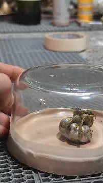 Panama 'Meteorite' Clips Go Viral — Alien Life or Deadly Fungus?