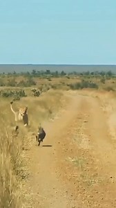 #africa #kenyasafari #africasafari #kenya #fyp #safariadventure #trendingpost #trendingreelsvideo #safari #wildbeestmigration #plentifuladventureslimited | Plentiful Adventures Limited